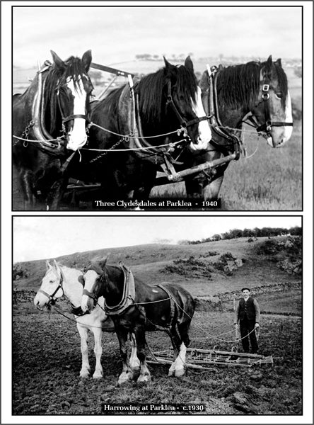 Parklea Farm Clydesdales