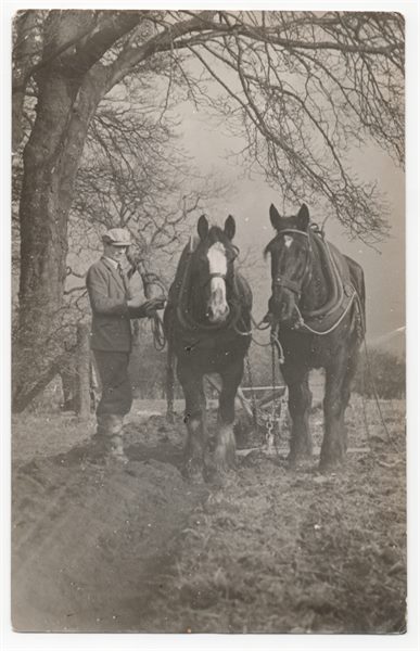 Windlaw Farm Clydesdales