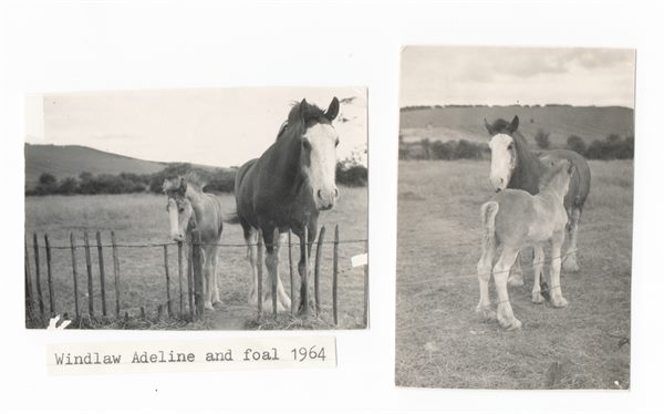 Windlaw Adeline and foal 1964