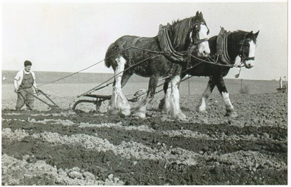 Sanny Mercer ploughing at Windlaw Farm
