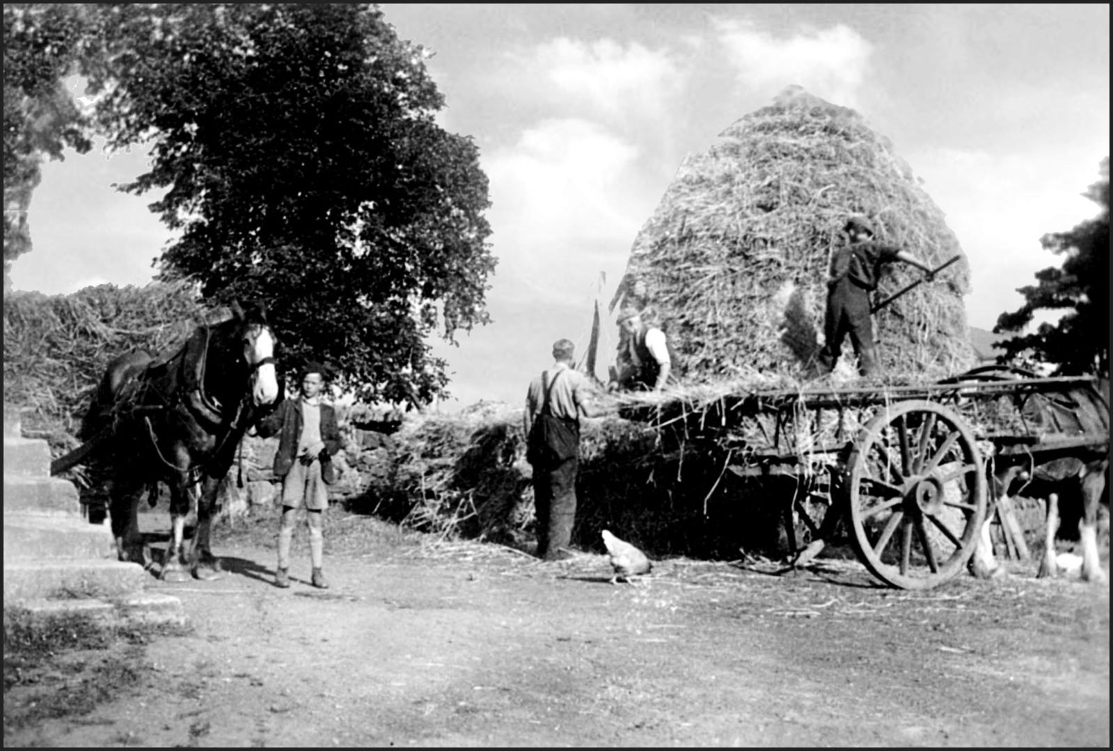 Farm