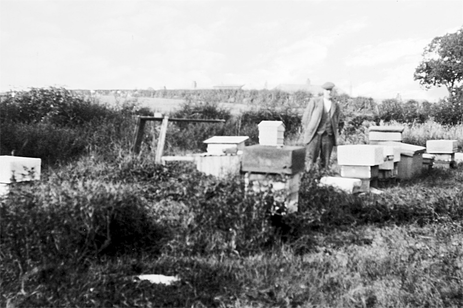 Bee Hives