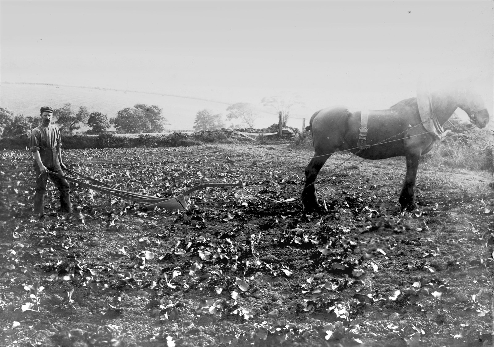 Farming