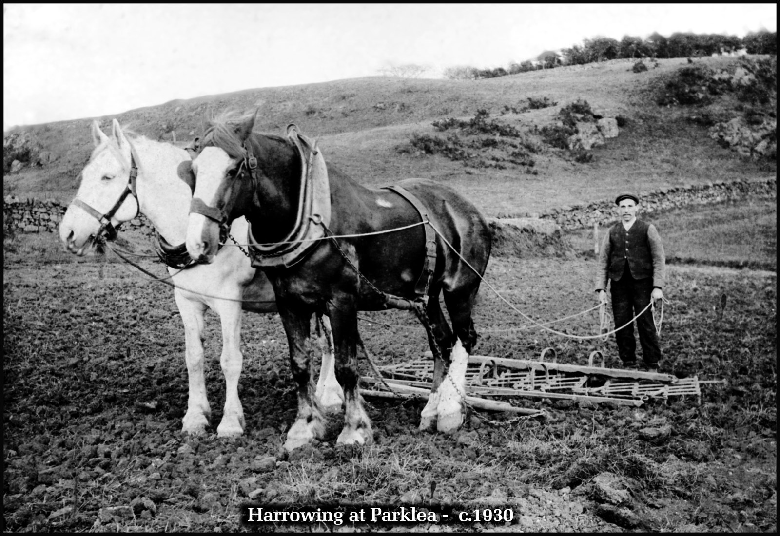 Harrowing at Parklea 1930