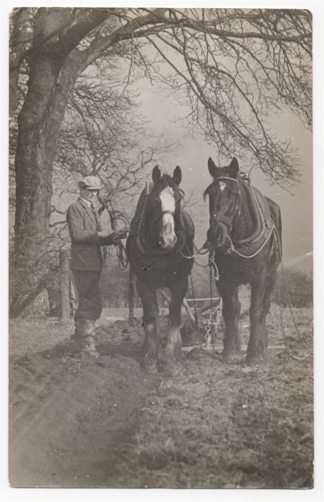 Windlaw Farm Clydesdales