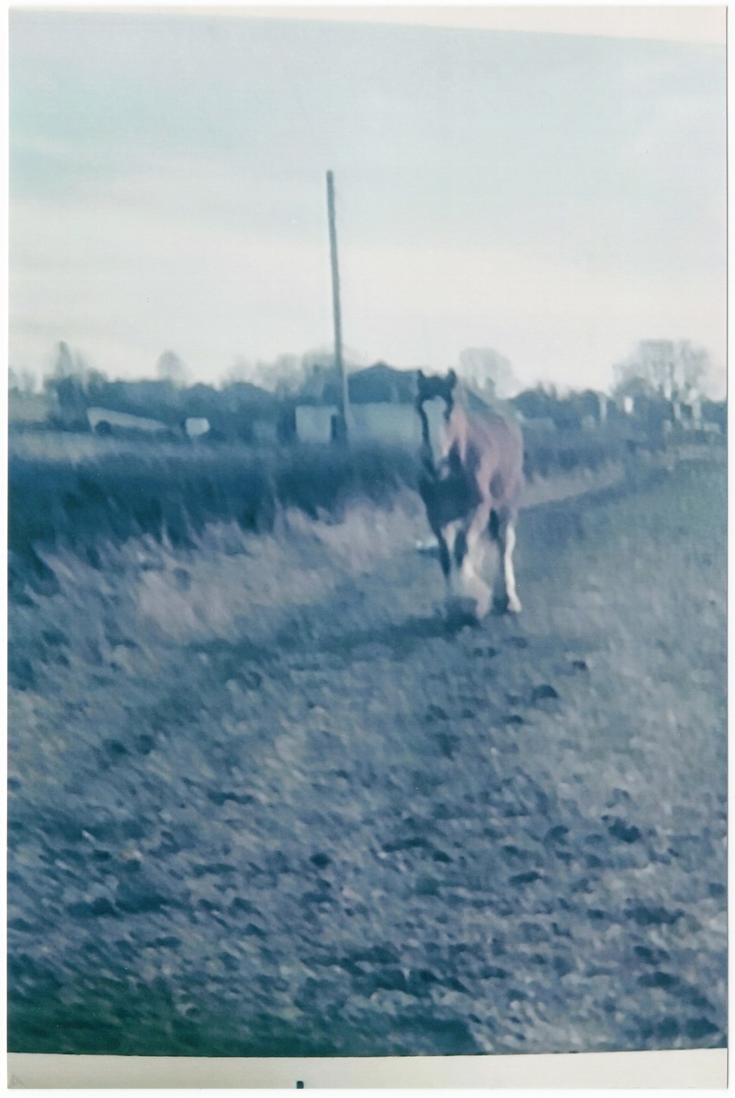 Clydesdale walking along Windlaw Rd.
